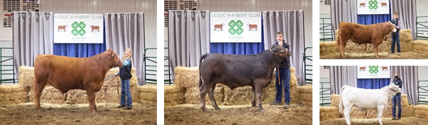 Timed Auction Leduc 4H Beef Club  